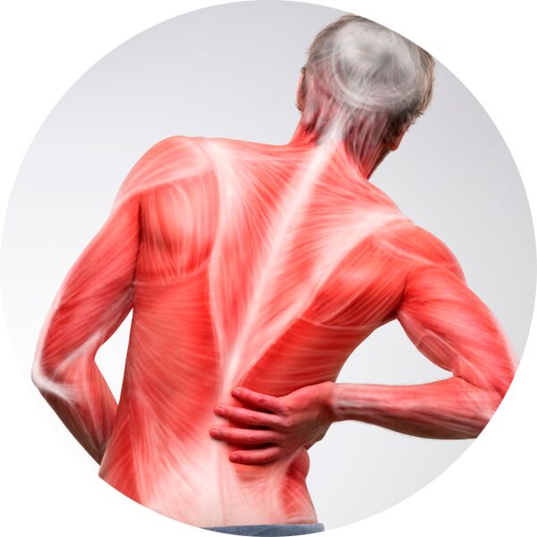 De rug is voor de meeste mensen een veelvoorkomende bron van spier- en gewrichtspijn.